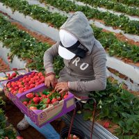 Dos años después del paro, nada ha cambiado para los jornaleros de San Quintín