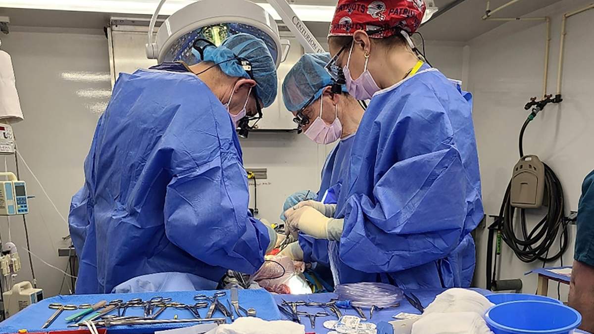 Un hígado de cerdo modificado genéticamente es extraído en Massachusetts para su transporte a la Universidad de Pensilvania