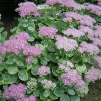 La suculenta súper resistente de bellas flores, que ama los ambientes secos y que es perfecta para decorar tus canteros