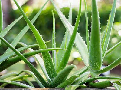 La planta que lo cura todo, es indestructible y ayuda a multiplicar tu jardín de nuevas especies