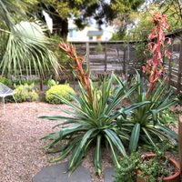 Beschorneria: la planta ideal para darle estilo al jardín y acompañar espacios con piscina
