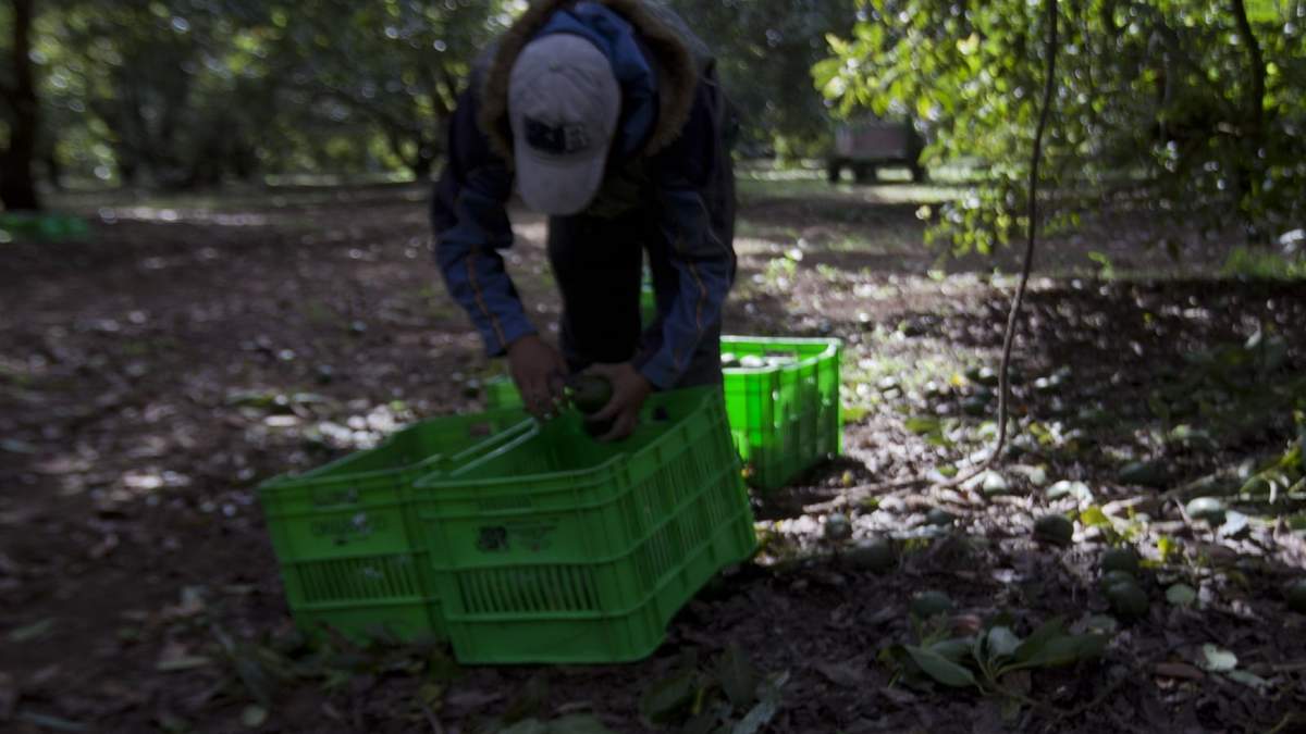 Huerto de aguacate en Michoacán