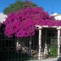 El truco de los jardineros para reproducir tu Santa Rita sin esquejes ni semillas