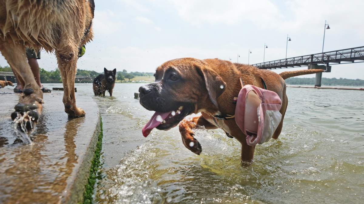 La mascota llamada Lexi, a la derecha, se refresca en el agua con otros canes en el lago White Rock, en Dallas, el martes 20 de junio de 2023