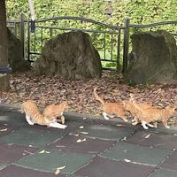 Por matar a 76 gatos condenan a un año y dos meses de prisión a surcoreano