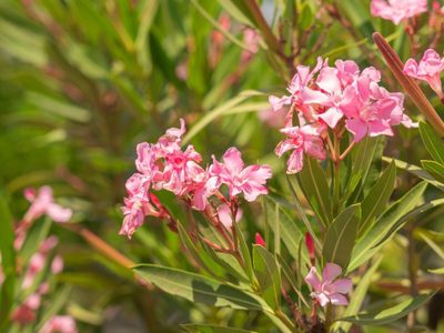 El animal que parece una plaga para tus plantas, pero realmente es inofensivo: mirá cuál es