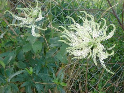 La planta de delicadas flores que atrae mariposas y tiene una floración bastante frecuente en el año