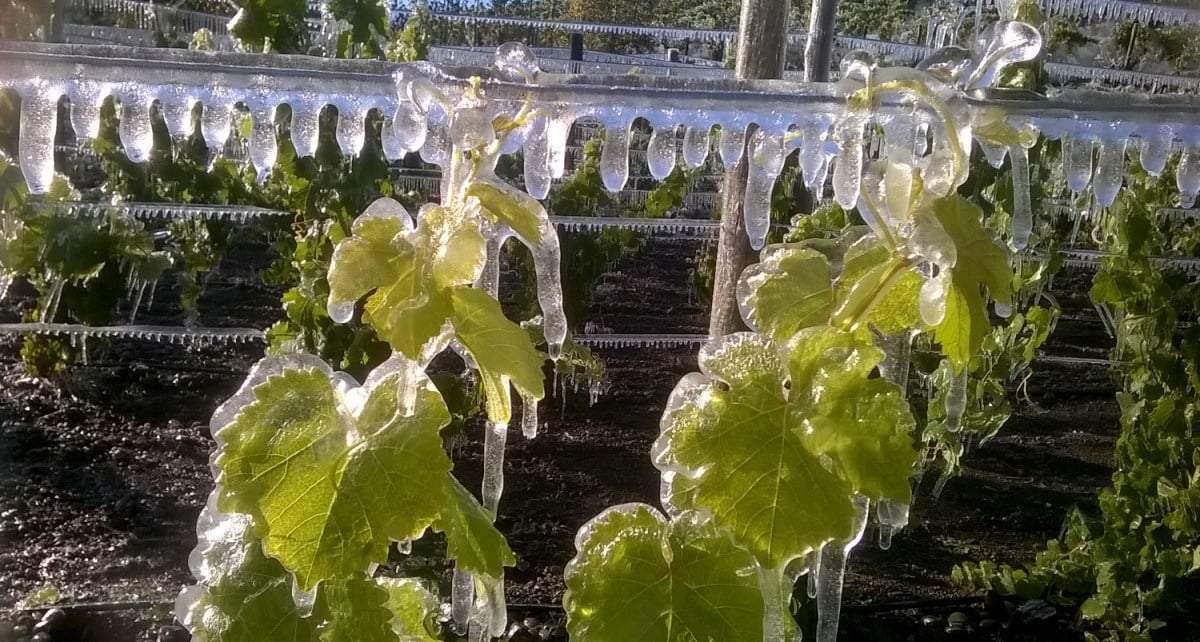 Vinos de Chubut en clase virtual. Fuente: (Instagram)