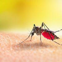 La razón por la que los mosquitos eligen siempre a las mismas personas