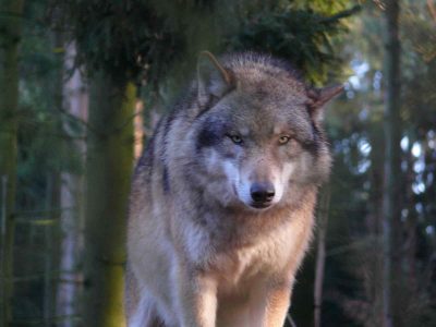 La controversia que surgió tras el regreso de los lobos a Bélgica por primera vez en un siglo