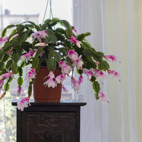 4 plantas con flores que aman la sombra y le darán un color único a tu jardín