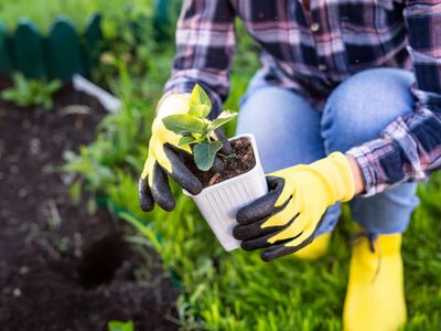 Con 1 elemento que siempre tenés a mano: el secreto para que tus plantas no se pudran