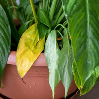 Si tus plantas tienen hojas amarillas o marrones, dales vida con este fertilizante casero de 2 ingredientes que es una bomba