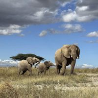 Estudio demuestra que elefantes africanos se llaman y responden a nombres individuales