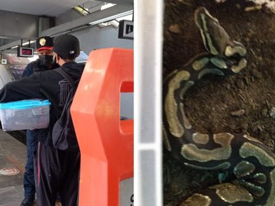 Joven intentó viajar en la Línea 3 del Metro con una serpiente