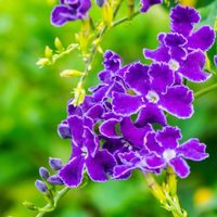 Basta de jardines tristes en invierno: la planta fácil de cuidar con flores hermosas que podés cultivar en suelo o maceta
