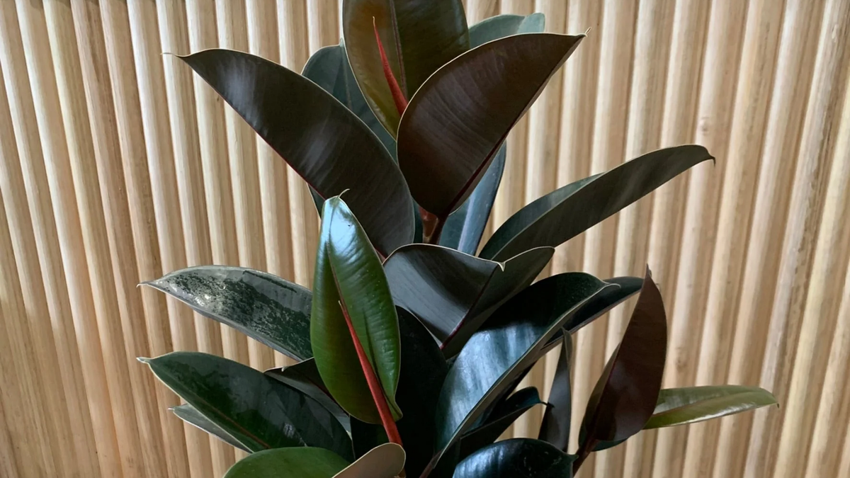 Plantas. Fuente: (Instagram)