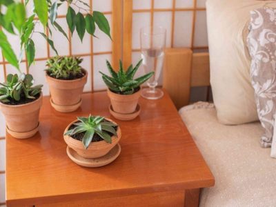 Cuáles son las suculentas que hay que tener en el dormitorio para lograr un buen descanso
