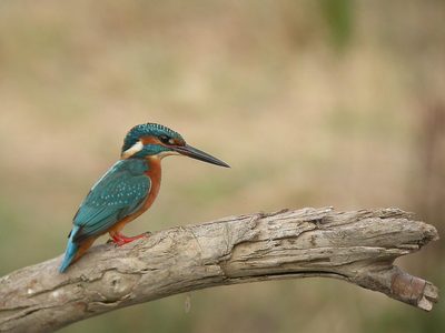 Curiosades sobre el martín pescador, el pájaro que se zambulle para poder comer