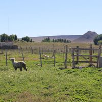 Cuatreros robaron ovejas en la granja de un vecino de Zapala