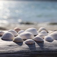 Desempolvá los caracoles que tenés de la playa: creá este fabuloso y original portallaves