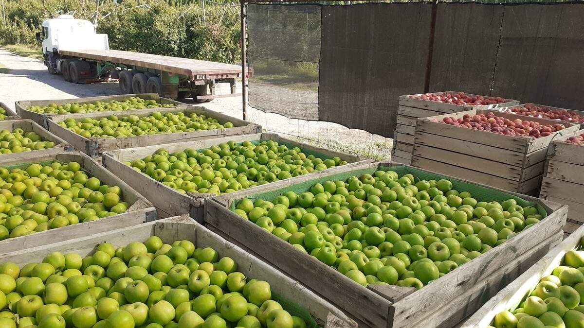 Desde la Subsecretaría de Producción provincial, esperan que en la temporada 2022/2023 aumenten los inscriptos. Fuente (redes sociales).
