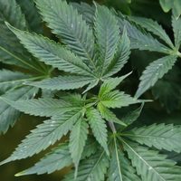 Hallan cuatro muertos en granja de mariguana