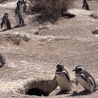 Alerta en el Área Natural Protegida Punta Tombo: dañaron 140 nidos de pingüinos