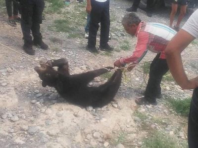 Habitantes de Coahuila torturan y matan a un oso negro entre risas de policías (Video)