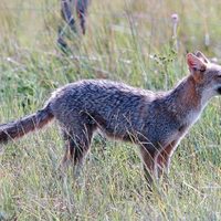 Curiosidades del zorro gris pampeano: el astuto nativo que ahora se deja ver en el conurbano bonaerense