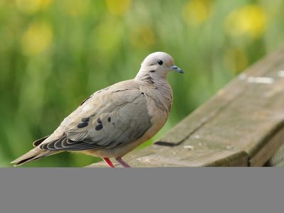 Curiosidades de las Torcazas, las palomas que destacan por su fidelidad, pero que esconden un serio problema