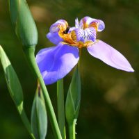 La planta de hermosas flores que camina por tu jardín y siembra todo a su paso