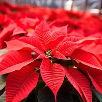 Cómo mantener todo el año roja la Flor de Pascua, la planta que necesita oscuridad en vez de sol