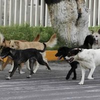 Perros sueltos en Villa La Angostura: una problemática para la comunidad y la fauna silvestre