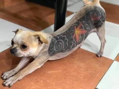 CDMX: Presentan iniciativa para prohibir y sancionar tatuajes y piercings estéticos en animales