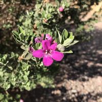 La planta todoterreno que no necesita mantenimiento, crece en lugares difíciles y regala las flores más hermosas