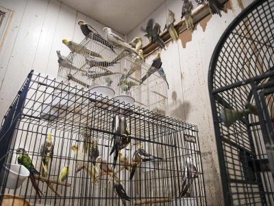 La protección animal avanza; diputados avalan reforma