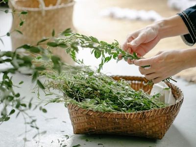 Poderoso amuleto: la planta que tenés que llevar en tus zapatos para atraer la riqueza y abundancia