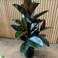 Muy fácil: así podés propagar tu planta Ficus Elástica o Gomero sin tener que comprar una extra