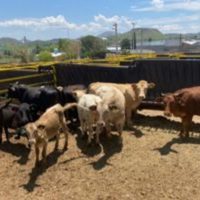 EU amenaza con restringir la importación de ganado mexicano por el gusano barrenador