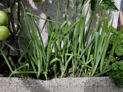 En pocos pasos, así podés tener una planta de cebolla de verdeo en casa y disfrutar de una rica cosecha