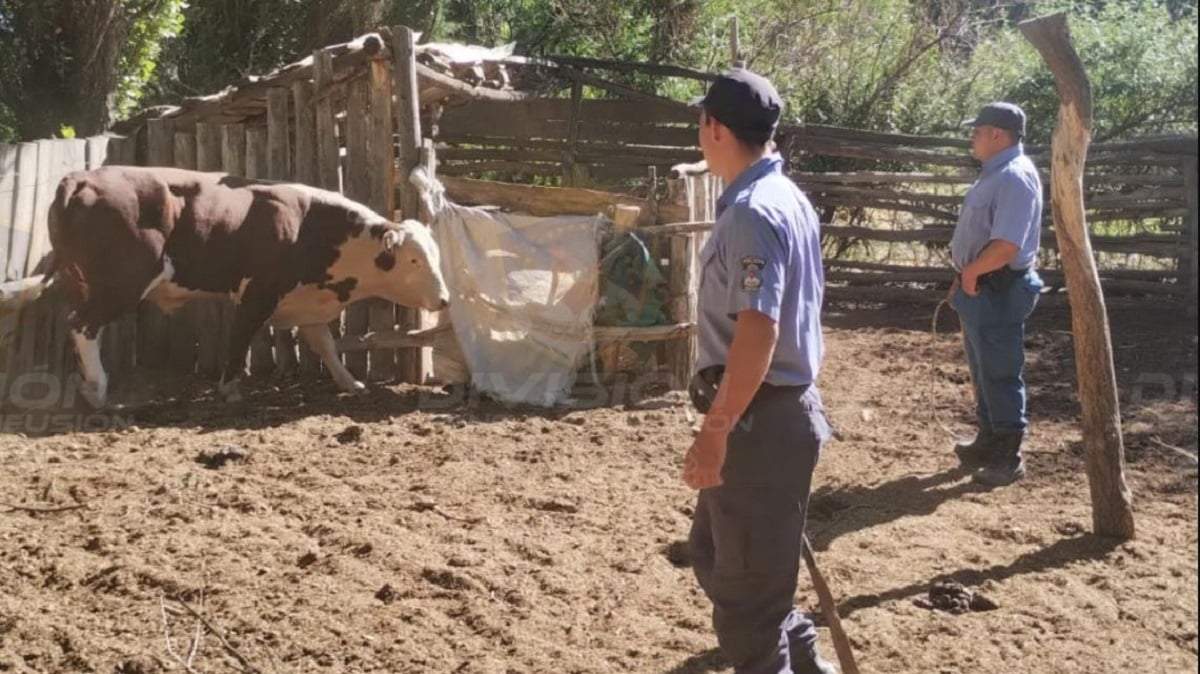 El toro se encontraba encerrado y oculto en el domicilio allanado. Fuente: (Policía de Neuquén)