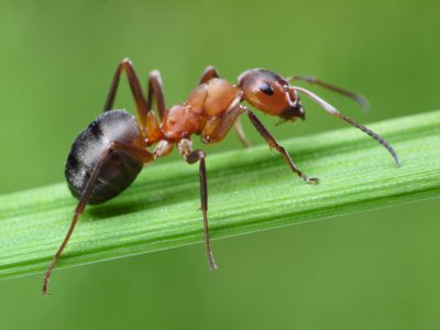 5 tips infalibles para alejar a las hormigas y mosquitos de tus plantas