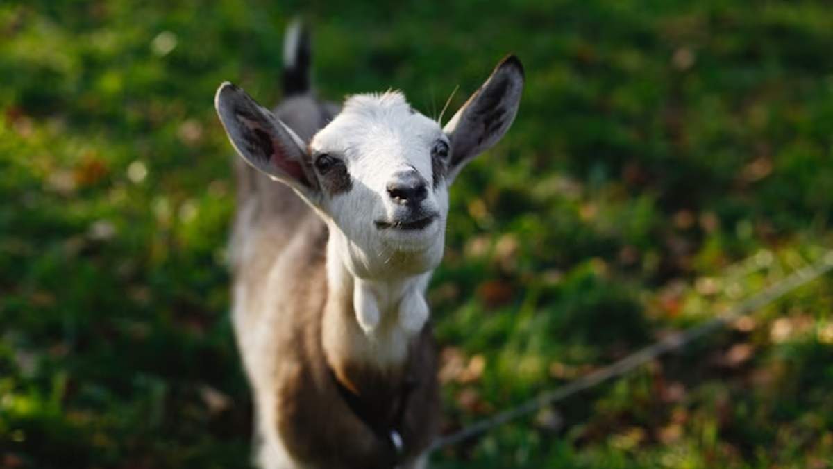 La característica obligada de los capricornianos