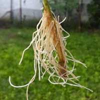 El método más efectivo y rápido para que tus esquejes y plantas desarrollen raíz en tiempo récord