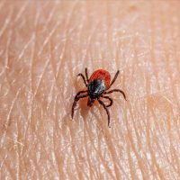 ¿Qué es la rickettsiosis? Dos niños murieron en NL a causa de esta enfermedad