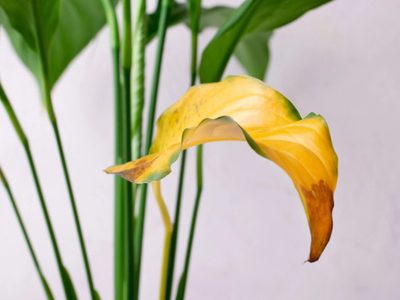 Si las hojas de tu Spatiflium se pusieron amarillas, hacé esto para que vuelva a estar verde y llena de flores