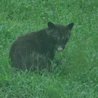 ¿Oso o mapache? el misterioso animal que ha desconcertado a los expertos