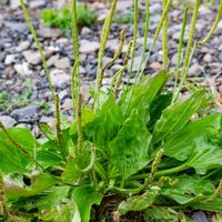 Pocos lo saben: la planta que seguro crece en tu jardín y macetas, y que es muy valiosa
