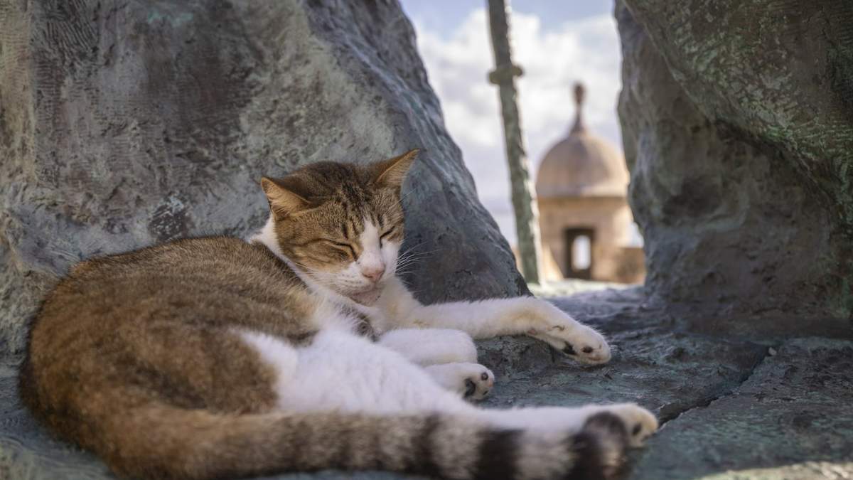 Un gato callejero descansa en una estatua del Viejo San Juan, en Puerto Rico